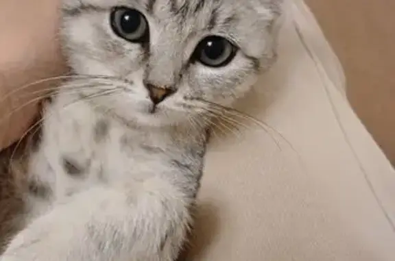 Кошка найдена: ул. Строителей, 12, Чебоксары