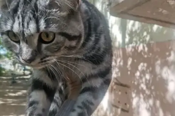Найдена кошка, Астрахань, фото: Найдена кошка на Минусинской 5, Астрахань