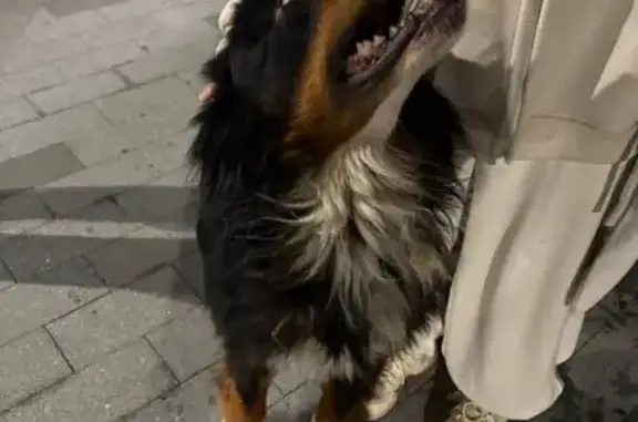 Найдена собака, Нижний Новгород, фото: Собака найдена на ул. Тимирязева, НН