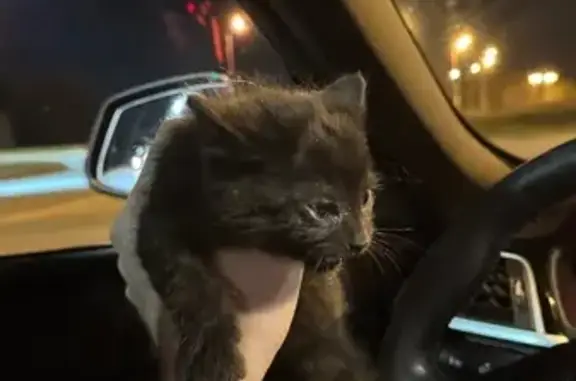 Найденные животные Елабуга, фото: Кошка найдена у ОЭЗ Алабуга, Татарстан