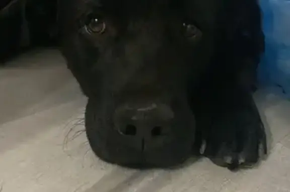 Найден лабрадор, ул. Капустина, 22 к1
