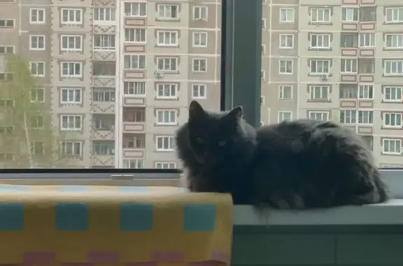 Пропала кошка на Шуйской улице, Кохма