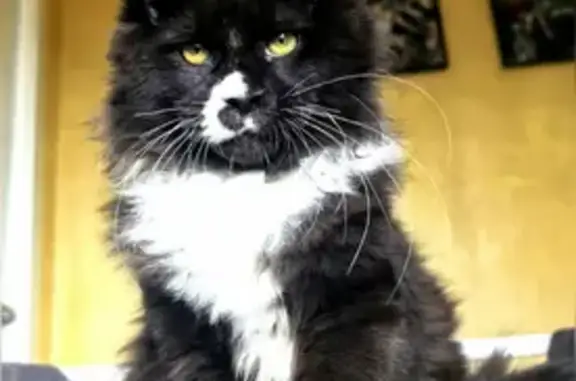 Кошки потеряшки, Октябрьский (Московская обл.) (Москва и Московская обл.), фото: Потеряшка кошка, ул. 9 Января, 16, Октябрьский