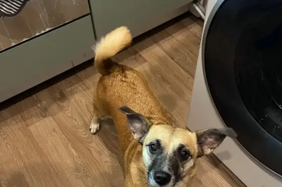 Найдена собака, Санкт-Петербург, фото: Собака найдена: Авангардная ул. 51, СПб