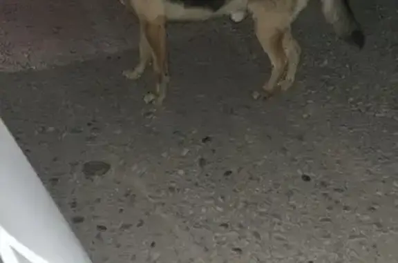Овчарка найдена на Аэропортовском пр.