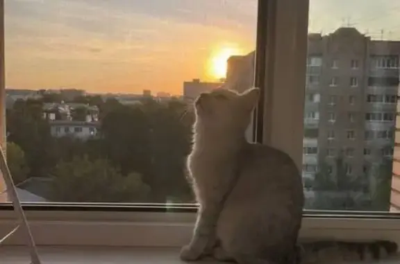 Кошки потеряшки, , фото: Потеряшка кошка, пл. Димитрова, 2, Рязань