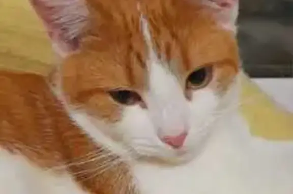 Кошки потеряшки, Ярославль, фото: Потеряшка кошка, ул. Декабристов 10, Яр.