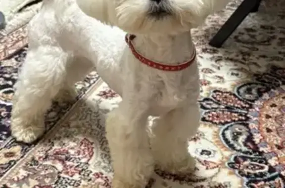 Собаки потеряшки, Ярославль, фото: Потеряшка собака, ул. Розы Люксембург, 12