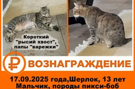 Пропала кошка, Красноармейский пер. 10