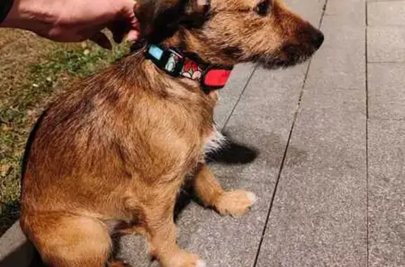 Найдена собака, Москва, фото: Собака найдена: пр. Маршала Жукова, 7 к1