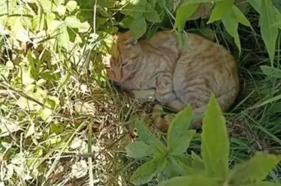 Кошка найдена: Лазурная ул. 16, Гурьевск
