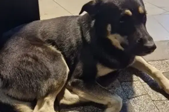 Ласковая собака найдена: Ясногорская 16/7