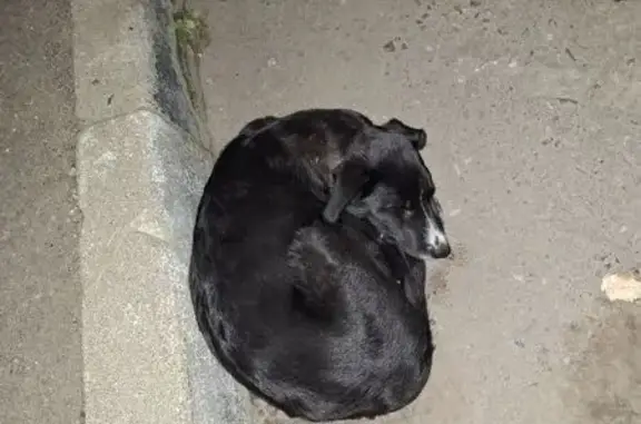 Найдена собака, Ивановская область, фото: Собака найдена у XFIT, Авдотьино, Иваново