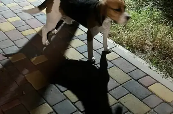 Найдена собака, Краснодар, фото: Собака найдена: Иверская ул., 9