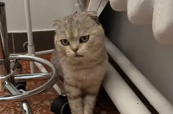 Найдена кошка, , фото: Кот найден в Ижевске, Удмуртия