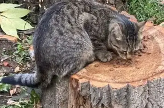 Кошка найдена на Армавирской 27/23, Москва