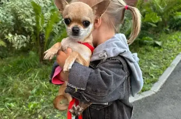 Собаки потеряшки, Казань, фото: Потеряшка собака, ул. Челюскина 42, Казань