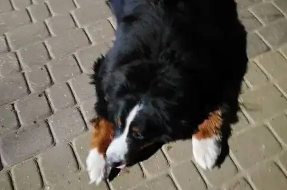 Найдена собака, Нижний Новгород, фото: Собака найдена: ул. Тимирязева 33, НН