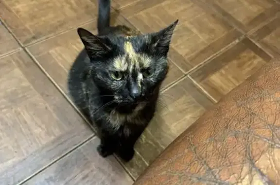 Пропала кошка, Кубинская ул. 87Б, СПб