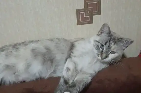 Кошки потеряшки, Вологодская область, фото: Потеряшка сиамская кошка, Вологда, 89535220782