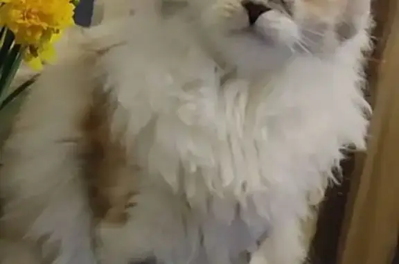 Кошки потеряшки, Феодосия, фото: Потеряшка кошка, ул. Пушкина, Феодосия