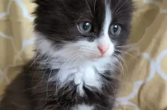 Кошки потеряшки, Сызрань, фото: Потеряшка кошка, ул. Тимирязева, Сызрань