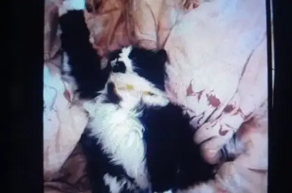 Пропала кошка, Рудная ул., Борзовая Заимка