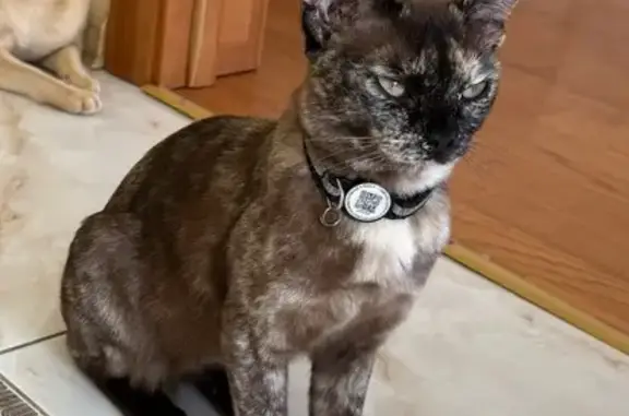 Пропала кошка на Медногорской улице