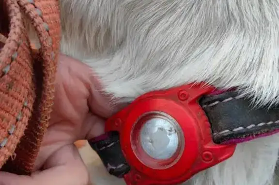 Найдены лабрадоры, ул. Павла Шарова, Тюмень