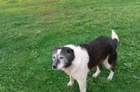 Пропала собака, Кижеватово, Пензенская обл.