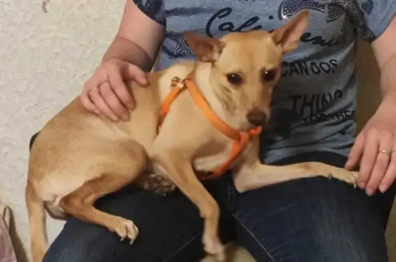 Собаки потеряшки, Екатеринбург, фото: Потеряшка собака, Малахитовый пер., 8, Екб