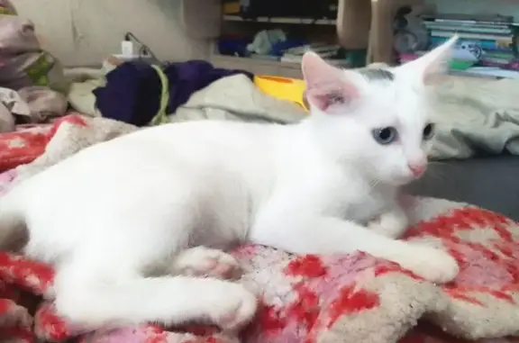 Кошки потеряшки, Ижевск, фото: Потеряшка кошка, Молодёжная 37А, Ижевск