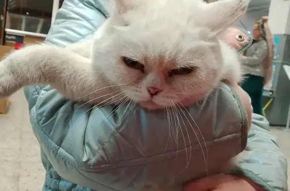 Найдена кошка, Тольятти, фото: Кошка найдена: Железнодорожная, 12, Тольятти