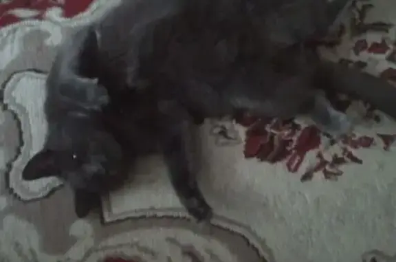 Кошки потеряшки, Киров, фото: Потеряшка кошка, ул. Кольцова, Киров