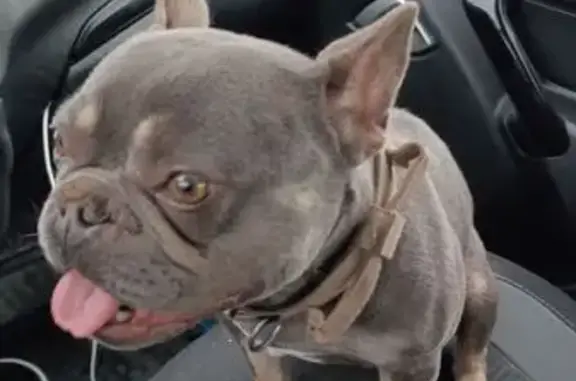 Найдена собака, городской округ Сургут, фото: Найдена собака, Школьная 50, Сургут