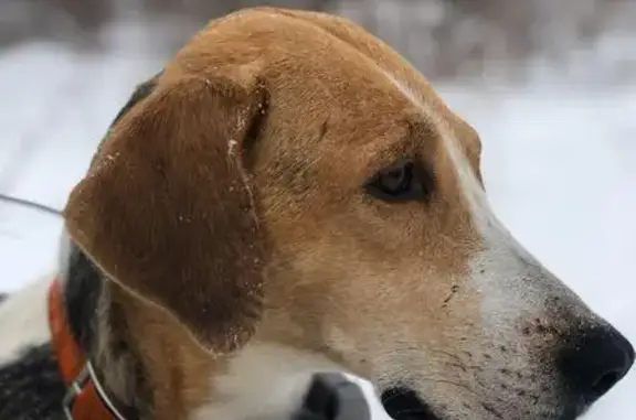 Пропала гончая у Темерязевского лесхоза