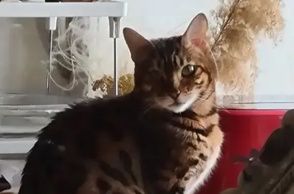 Пропала бенгалка у пристани, Ширяево