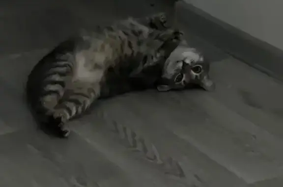 Кошки потеряшки, Нижний Новгород, фото: Потеряшка кошка Моня, Львовская 11А, НН