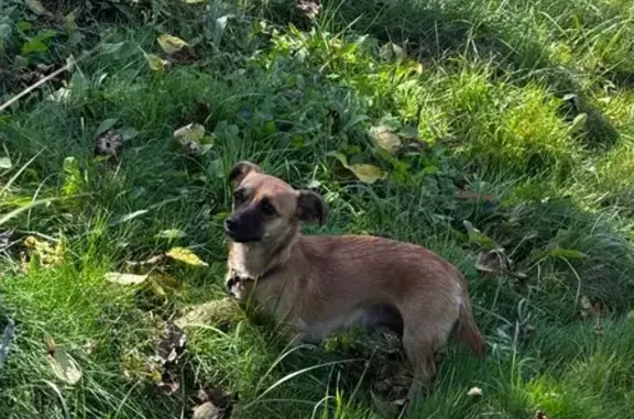 Найдена собака, Трудовое, фото: Собака найдена: Лиманная ул., 112, Трудовое