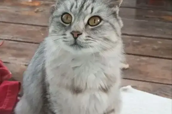 Найдена кошка, , фото: Найдена кошка, Лесной пер., 1, Дубровка