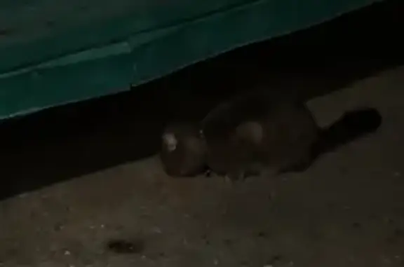 Найдена кошка, Новосибирск, фото: Кошка найдена: ул. Лебедевского, 2/2