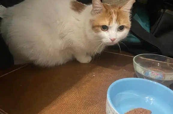 Найденные животные Новый Уренгой, фото: Крупный кот найден в Новом Уренгое, Советский 3/2