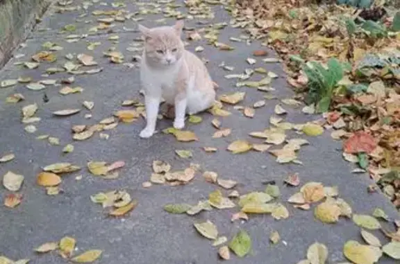 Найдена кошка, Хабаровск, фото: Кошка найдена: Матвеевское шоссе, 11