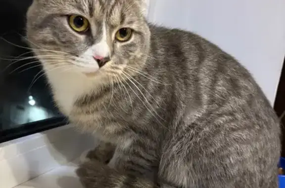 Объявления о пропавших и найденных животных, Комсомольск-на-Амуре, фото: Кошка найдена: ул. Гагарина 17/4, Комсомольск-на-Амуре