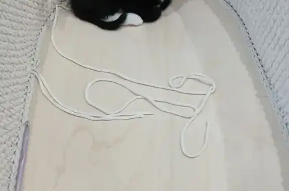 Кошки потеряшки, Кострома, фото: Потеряшка кошка, ул. Шагова, Кострома