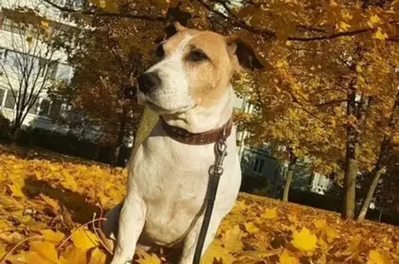 Собаки потеряшки, Обнинск, фото: Потеряшка собака, ул. Энгельса, 19, Обнинск