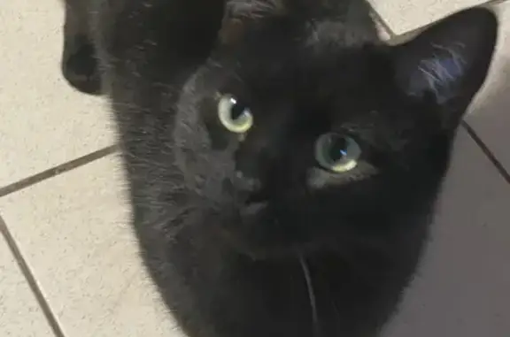 Пропала кошка, Алексеевка, Самарская обл.