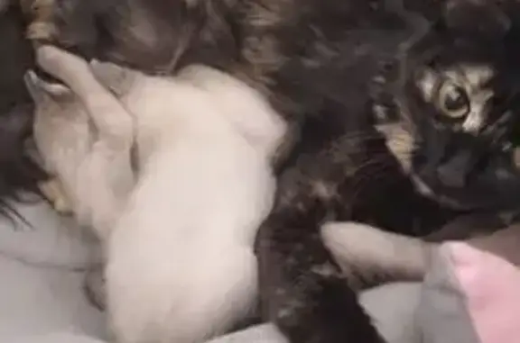 Кошка найдена, Октябрьский пр., Кемерово