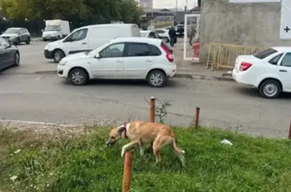 Собака найдена, 1-й Параллельный пр., Ставрополь