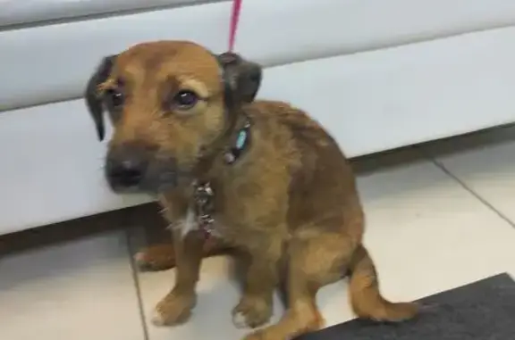 Найдена собака, Москва, фото: Щенок найден: пр. Маршала Жукова, 12 к1